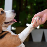 Beagle dogs give hands to people. Dog's paws in human hands Friendship with pets