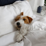 Super cute wire haired Jack Russel terrier puppy with folded ears on a bed with gray linens. Small broken coated doggy on white bedsheets in a bedroom. Close up, copy space, background.