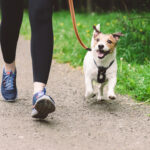 Jack Russell Terrier dog on leash running with owner